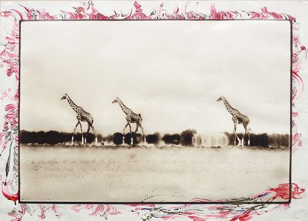 IN FOCUS: Peter Beard