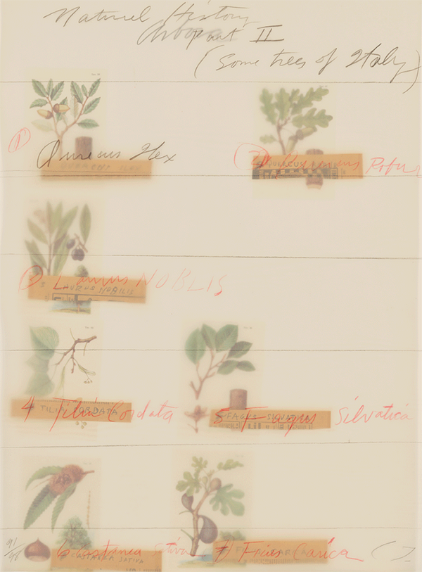 Those Crafty Birds: An Editions Fairy Tale