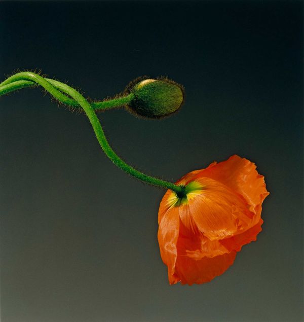 Mapplethorpe's Perfect Moment: A Conversation with Britt Salvesen
