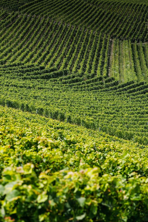 Out For A Spin: Alex Ballmer Visits A Swiss Vineyard With Two Iconic Vacheron Constantin Chronographs