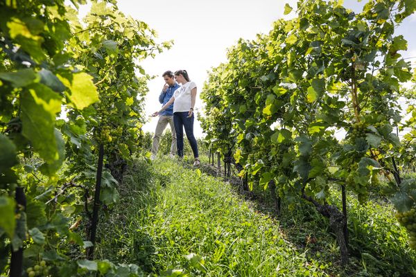 Out For A Spin: Alex Ballmer Visits A Swiss Vineyard With Two Iconic Vacheron Constantin Chronographs