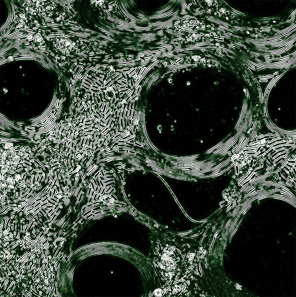Human Nature: The 'Phytocene' NFT