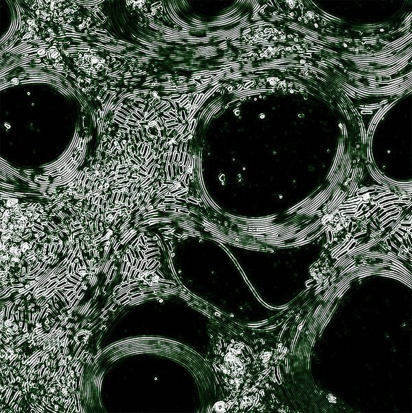 Human Nature: The 'Phytocene' NFT