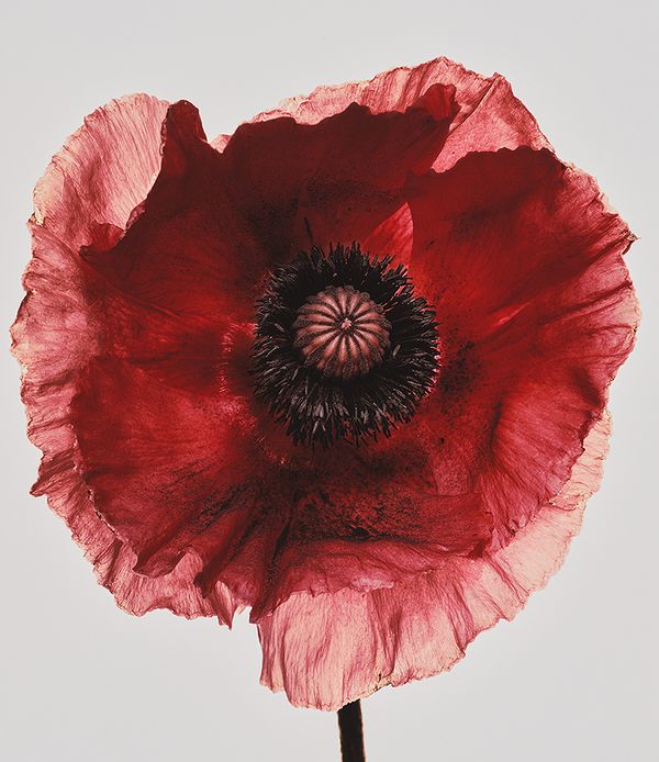 Irving Penn: Process and Perfection