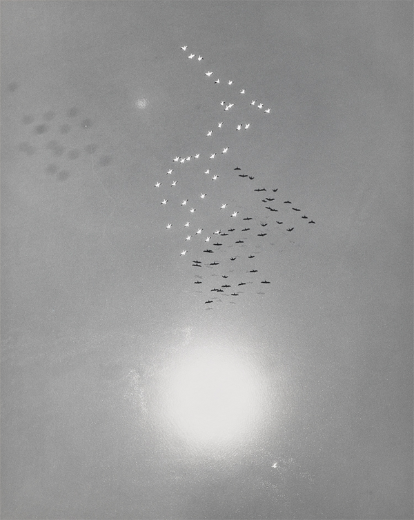 Specialist Picks: Photographs from A Private European Collection
