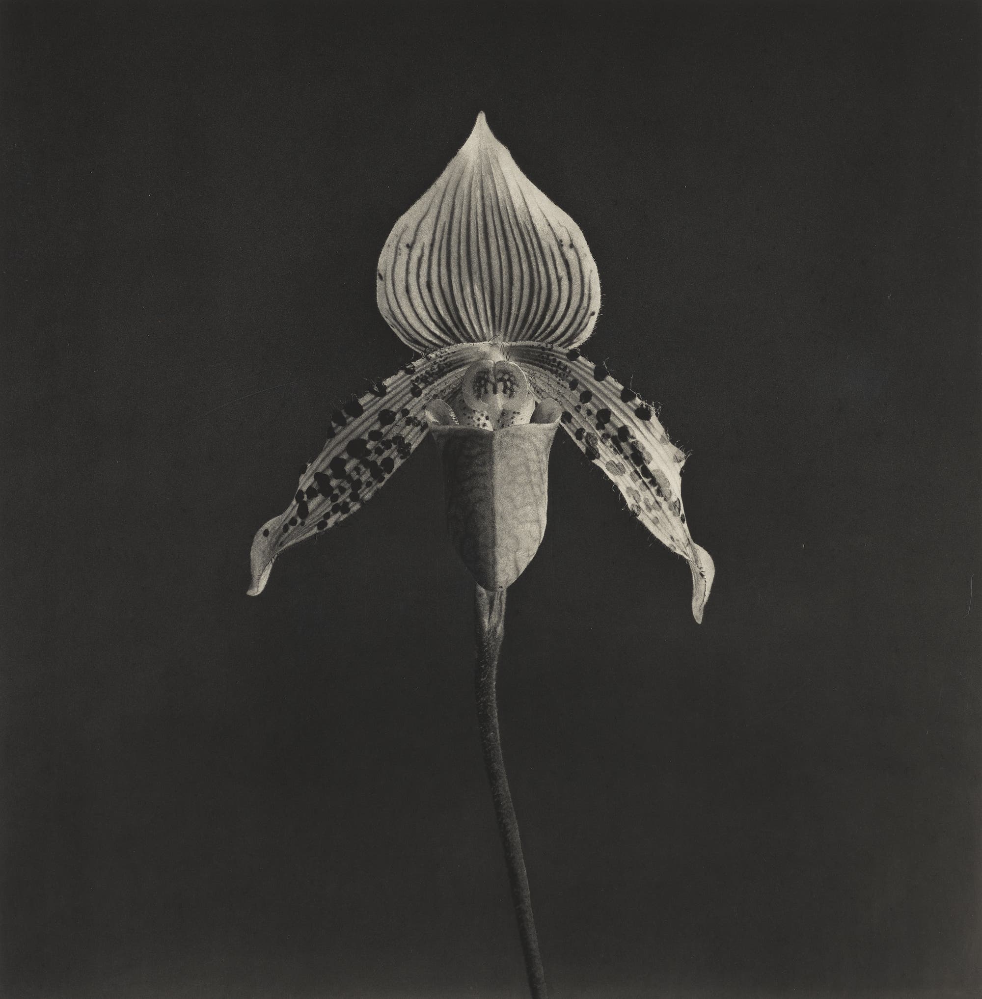 Robert Mapplethorpe Orchid Phillips Photographs Auction New York
