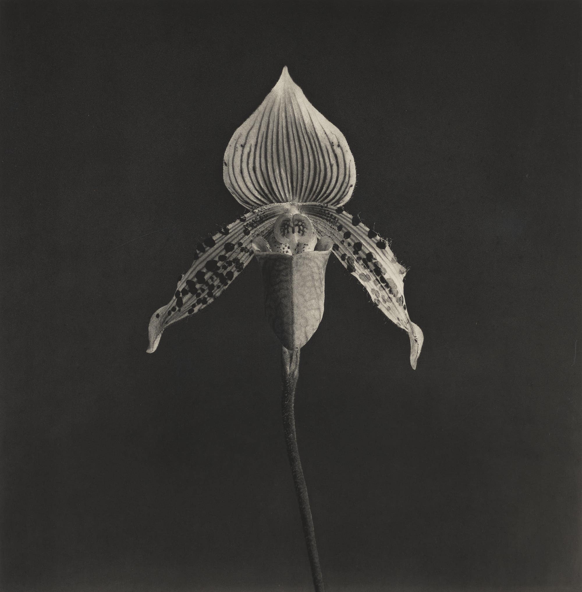 Robert Mapplethorpe Orchid Phillips Photographs Auction New York