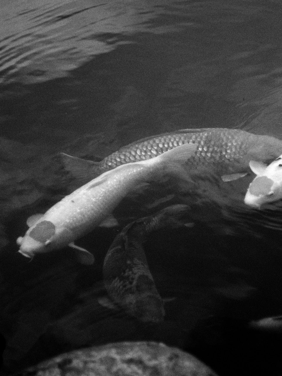 Fish at Happo-en 
