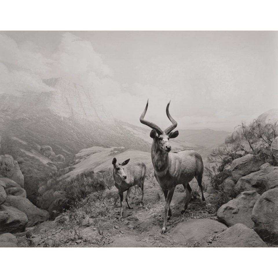 Hiroshi Sugimoto Nyala. Phillips Photographs Auction New York October 2026