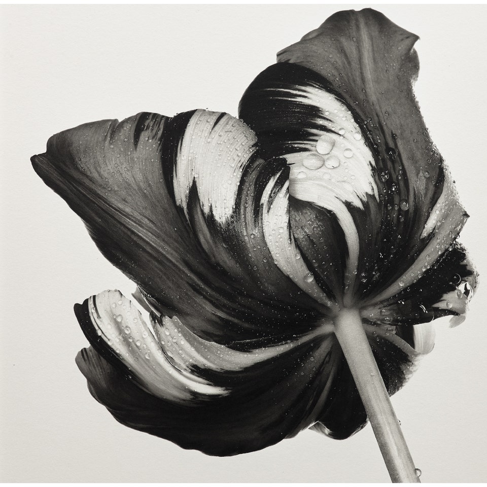Irving Penn Cottage Tulip: Sorbet, New York Phillips Auction New York October 2026